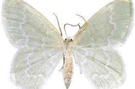 Attēlu rezultāti vaicājumam “Jodis putata”