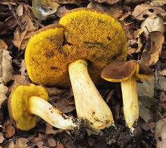 Attēlu rezultāti vaicājumam “Xerocomus subtomentosus”