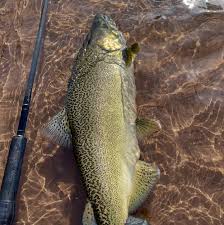 Image result for Weybridge Angling