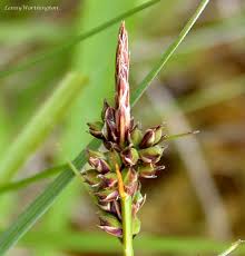 Attēlu rezultāti vaicājumam “Carex pilulifera”