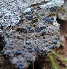 Attēlu rezultāti vaicājumam “Arthonia spadicea”