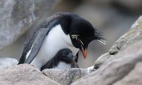 Image result for penguin