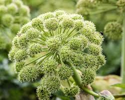 Attēlu rezultāti vaicājumam “Angelica archangelica”