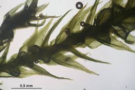 Attēlu rezultāti vaicājumam “Anomodon longifolius”