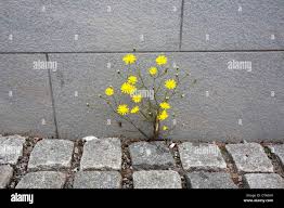 Attēlu rezultāti vaicājumam “Crepis tectorum flower”