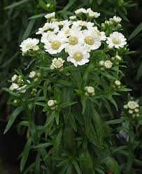Image result for Achillea Ptarmica
