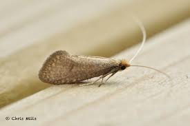 Attēlu rezultāti vaicājumam “Nematopogon sp.”