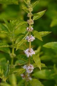 Attēlu rezultāti vaicājumam “Mentha arvensis flower”