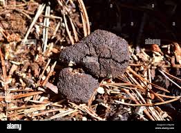 Attēlu rezultāti vaicājumam “Badhamia foliicola”