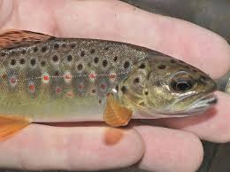 Image result for Salmo trutta trutta