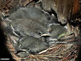 Attēlu rezultāti vaicājumam “Motacilla alba nest”