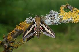 Attēlu rezultāti vaicājumam “Hyles gallii imago”