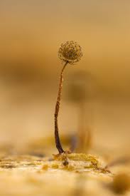 Attēlu rezultāti vaicājumam “Cribraria tenella stalked”