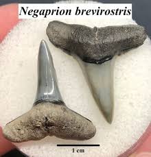 Image result for Negaprion brevirostris
