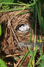 Attēlu rezultāti vaicājumam “Phylloscopus trochilus nest”