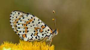 Attēlu rezultāti vaicājumam “Melitaea didyma”