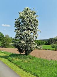 Attēlu rezultāti vaicājumam “Crataegus monogyna”