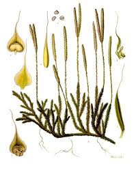 Attēlu rezultāti vaicājumam “Lycopodium clavatum”