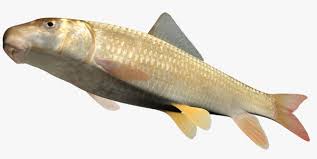 Image result for Moxostoma carinatum