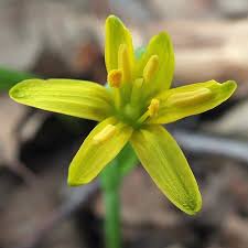 Attēlu rezultāti vaicājumam “Gagea lutea”