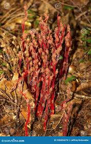 Attēlu rezultāti vaicājumam “Monotropa hypopitys fruit”