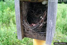 Attēlu rezultāti vaicājumam “Troglodytes troglodytes nest”