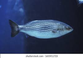 Image result for Morone saxatilis
