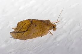 Attēlu rezultāti vaicājumam “Drepanepteryx phalaenoides”