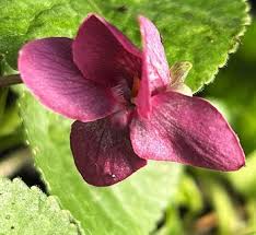 Image result for Viola odorata