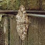 Attēlu rezultāti vaicājumam “Cleora cinctaria”