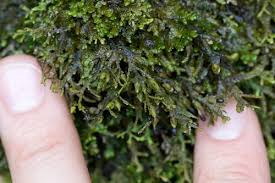 Attēlu rezultāti vaicājumam “Porella cordaeana”