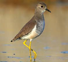 Image result for Vanellus leucurus