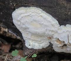 Attēlu rezultāti vaicājumam “Antrodia sinuosa”