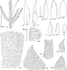 Attēlu rezultāti vaicājumam “Bryum schleicheri”