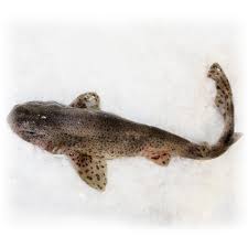 Image result for Scyliorhinus stellaris