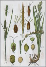 Attēlu rezultāti vaicājumam “Carex acuta”