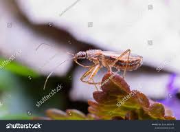 Attēlu rezultāti vaicājumam “Nabis limbatus”