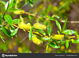 Attēlu rezultāti vaicājumam “Salix caprea fruit”