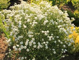 Image result for Achillea Ptarmica