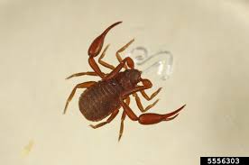 Attēlu rezultāti vaicājumam “Chelifer cancroides”