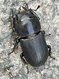 Attēlu rezultāti vaicājumam “Dorcus parallelopipedus”