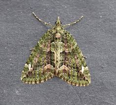 Attēlu rezultāti vaicājumam “Chloroclysta siterata”