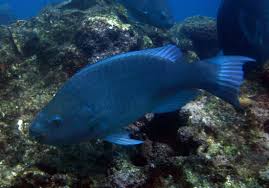 Image result for Scarus trispinosus