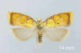 Attēlu rezultāti vaicājumam “Acleris bergmanniana”