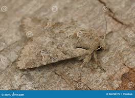 Attēlu rezultāti vaicājumam “Apamea sordens”