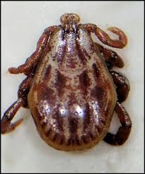 Attēlu rezultāti vaicājumam “Dermacentor reticulatus female”