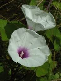 Attēlu rezultāti vaicājumam “Calystegia sepium fruit”