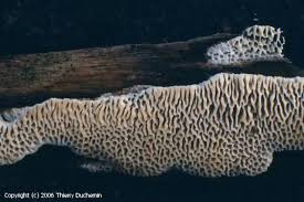 Attēlu rezultāti vaicājumam “Antrodia albida”