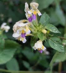 Attēlu rezultāti vaicājumam “Galeopsis speciosa”