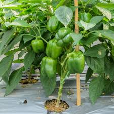Afbeeldingsresultaat voor california wonder 300 sweet pepper